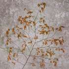 USA, Washington State, Seabeck. Red huckleberry branch. Art Print
